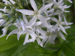 Imagem de Amsonia tabernaemontana Walt.