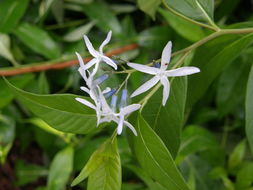 Image of eastern bluestar