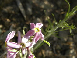 Imagem de Amsonia tomentosa var. stenophylla Kearney & Peebles