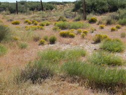 Imagem de Amsonia tomentosa var. stenophylla Kearney & Peebles