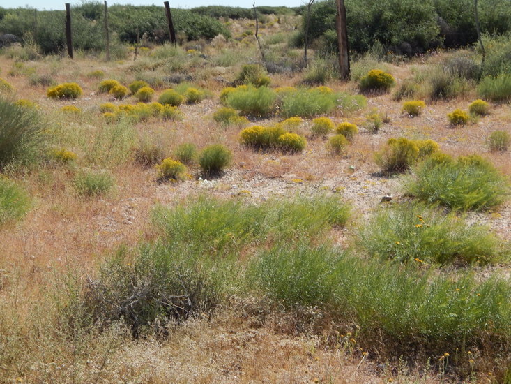 Imagem de Amsonia tomentosa var. stenophylla Kearney & Peebles