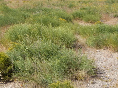 Image of woolly bluestar