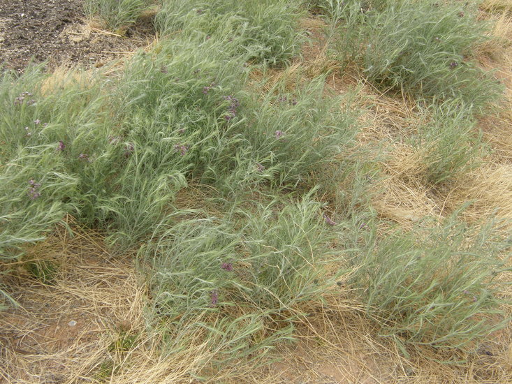 Imagem de Amsonia tomentosa var. stenophylla Kearney & Peebles