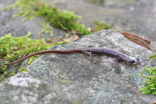 Image of Toothy Splayfoot Salamander