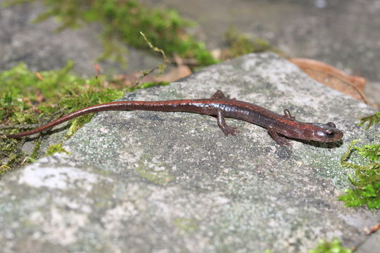 Image of Toothy Splayfoot Salamander