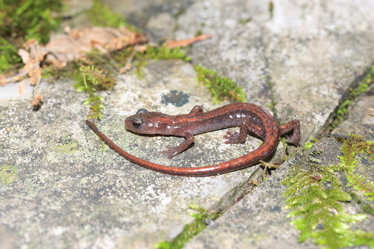 Image of Toothy Splayfoot Salamander