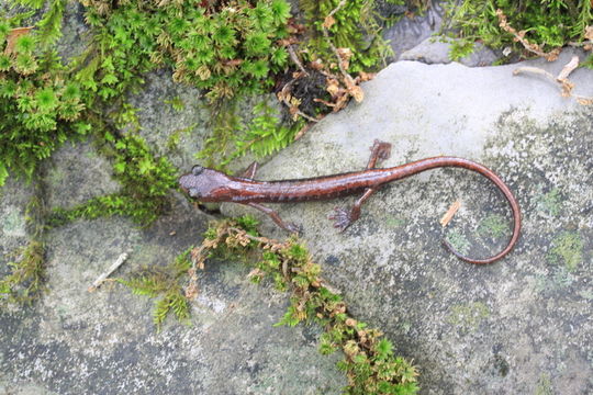 Image of Toothy Splayfoot Salamander