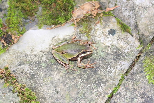 Image of <i>Hyla eximia</i>