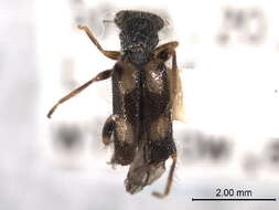 Image of Phyllobaenus