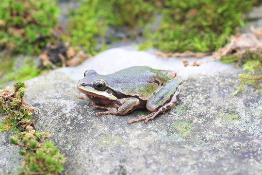 Image of <i>Hyla eximia</i>