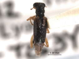 Image of Phyllobaenus