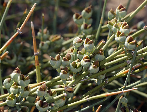 Image of Gray Ephedra