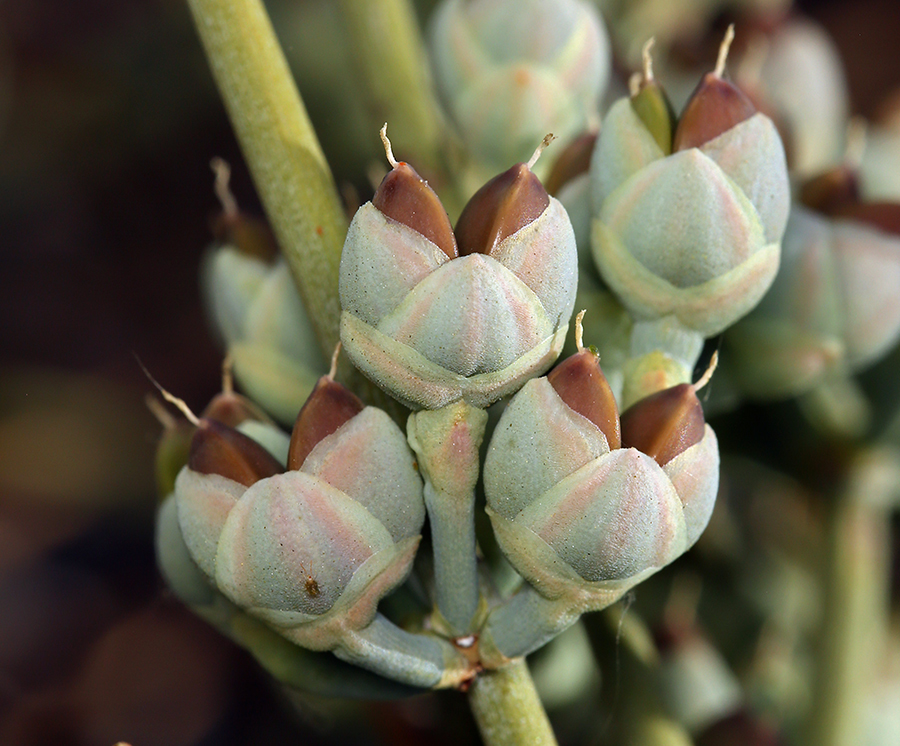 صورة Ephedra nevadensis S. Watson