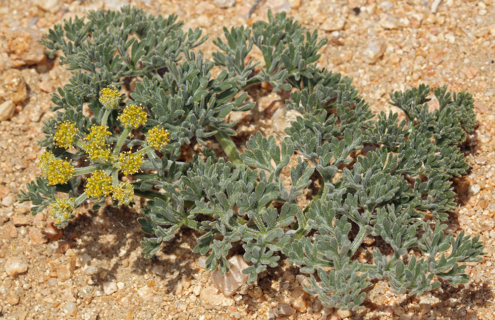 Lomatium mohavense (Coult. & Rose) J. M. Coult. & Rose resmi