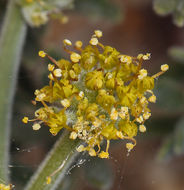 Imagem de Lomatium mohavense (Coult. & Rose) J. M. Coult. & Rose