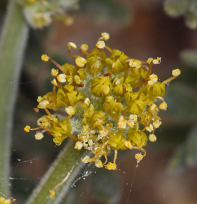 Lomatium mohavense (Coult. & Rose) J. M. Coult. & Rose resmi