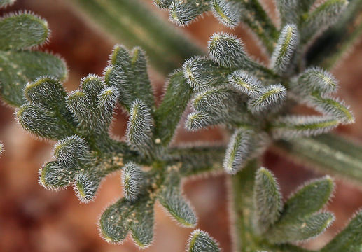 Image of Mojave desertparsley