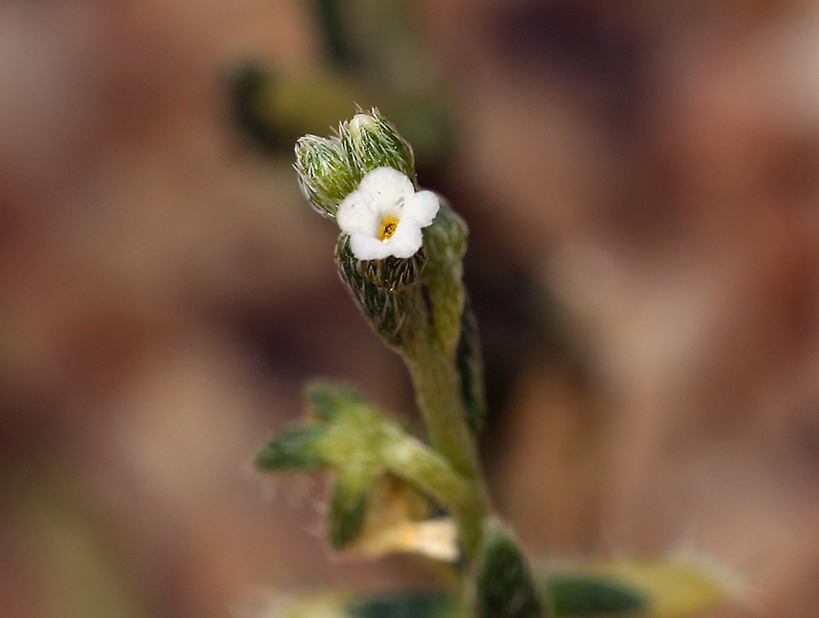 Image of sleeping combseed