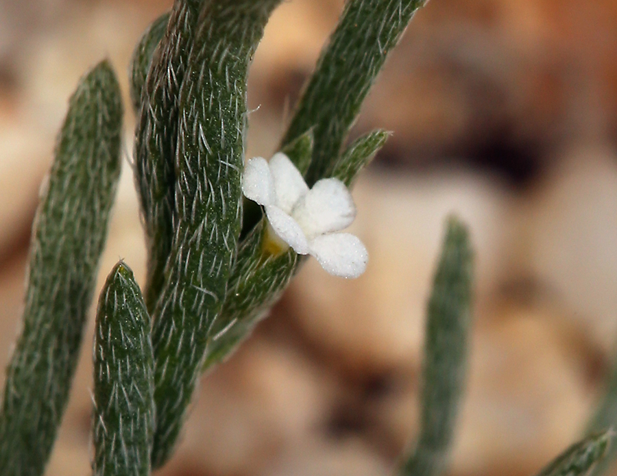 Image of sleeping combseed