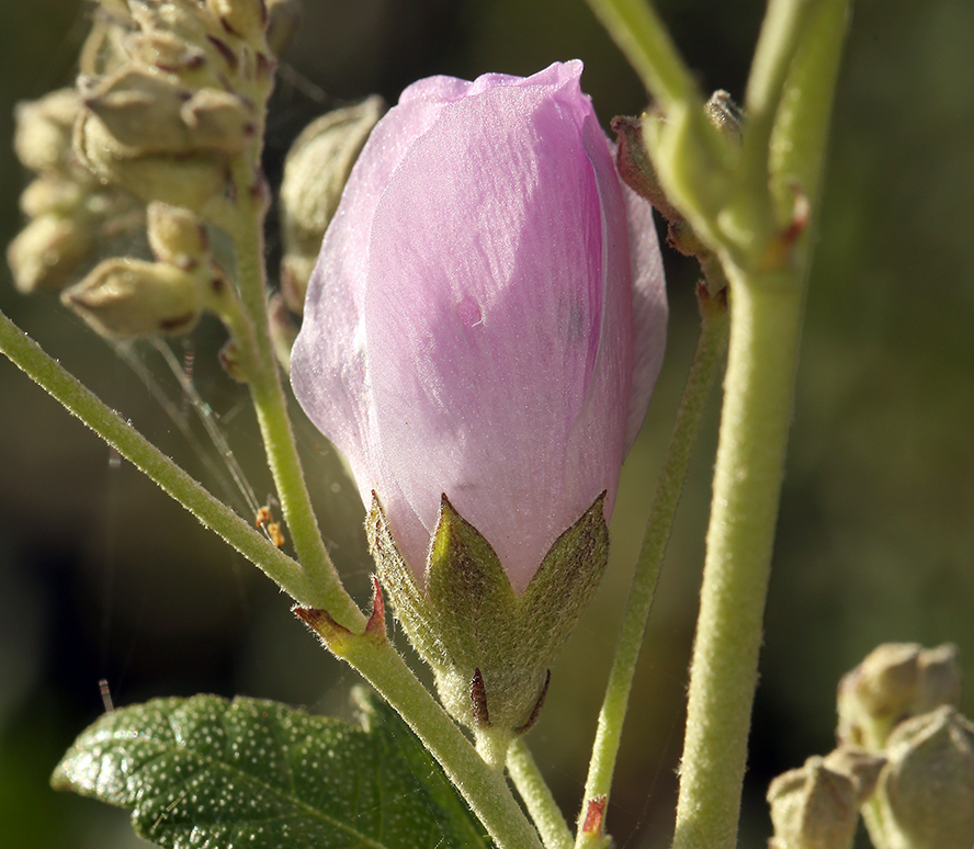 Imagem de <i>Malacothamnus fasciculatus</i> var. <i>nesioticus</i>