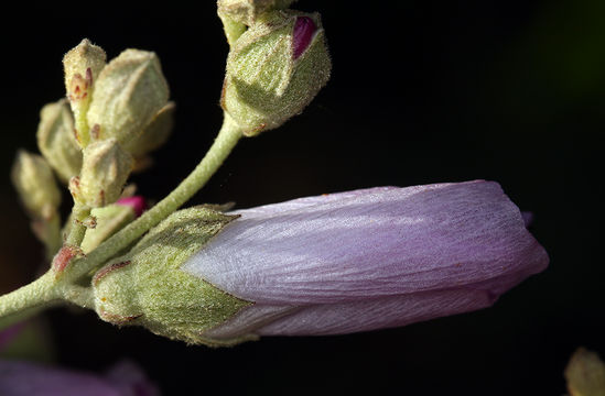 Image of <i>Malacothamnus fasciculatus</i> var. <i>nesioticus</i>