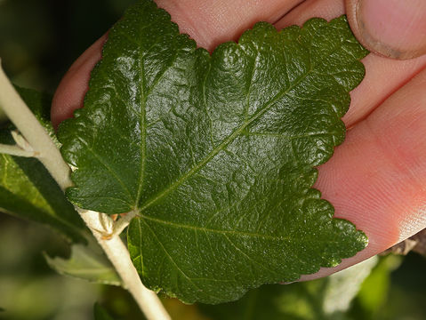 Image of <i>Malacothamnus fasciculatus</i> var. <i>nesioticus</i>