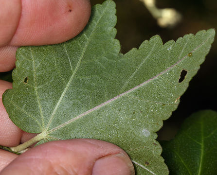 Image of <i>Malacothamnus fasciculatus</i> var. <i>nesioticus</i>