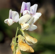 Lathyrus vestitus subsp. vestitus的圖片