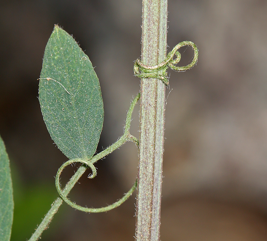 Lathyrus vestitus subsp. vestitus的圖片