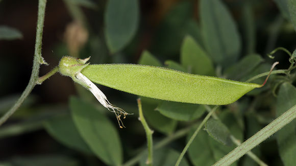 Image of Pacific pea