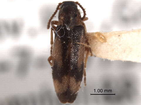 Image of Hypulus