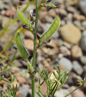 Plancia ëd Lupinus truncatus Hook. & Arn.