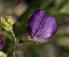 Plancia ëd Lupinus truncatus Hook. & Arn.