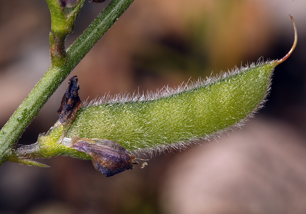 Plancia ëd Lupinus truncatus Hook. & Arn.