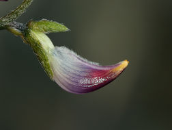 Plancia ëd Lupinus truncatus Hook. & Arn.