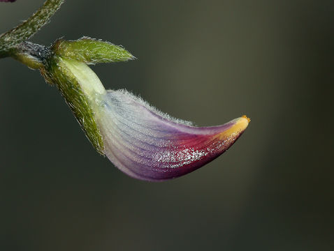 Plancia ëd Lupinus truncatus Hook. & Arn.