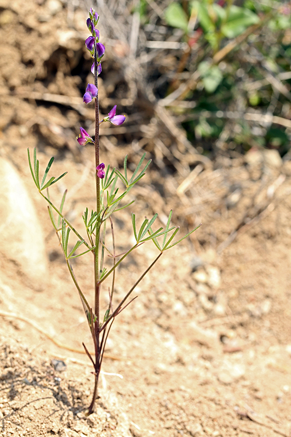 Plancia ëd Lupinus truncatus Hook. & Arn.