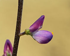 Plancia ëd Lupinus truncatus Hook. & Arn.