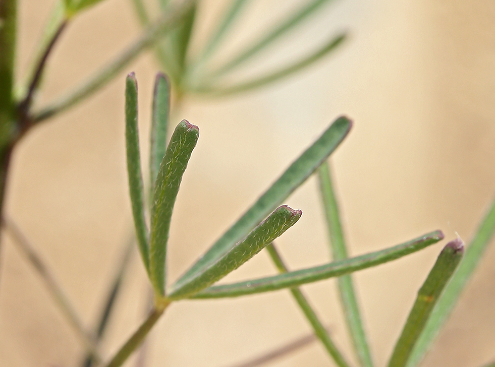 Plancia ëd Lupinus truncatus Hook. & Arn.