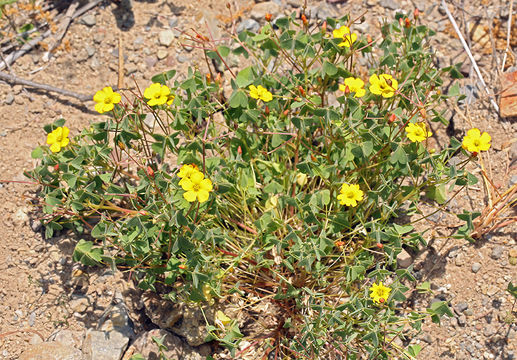 Image of California woodsorrel