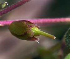 Sivun Oxalis albicans subsp. californica (Abrams) Eiten kuva