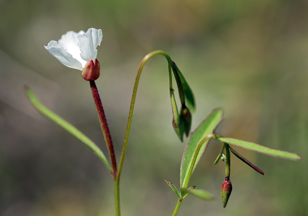 Слика од Clarkia epilobioides (Nutt.) A. Nels. & J. F. Macbr.