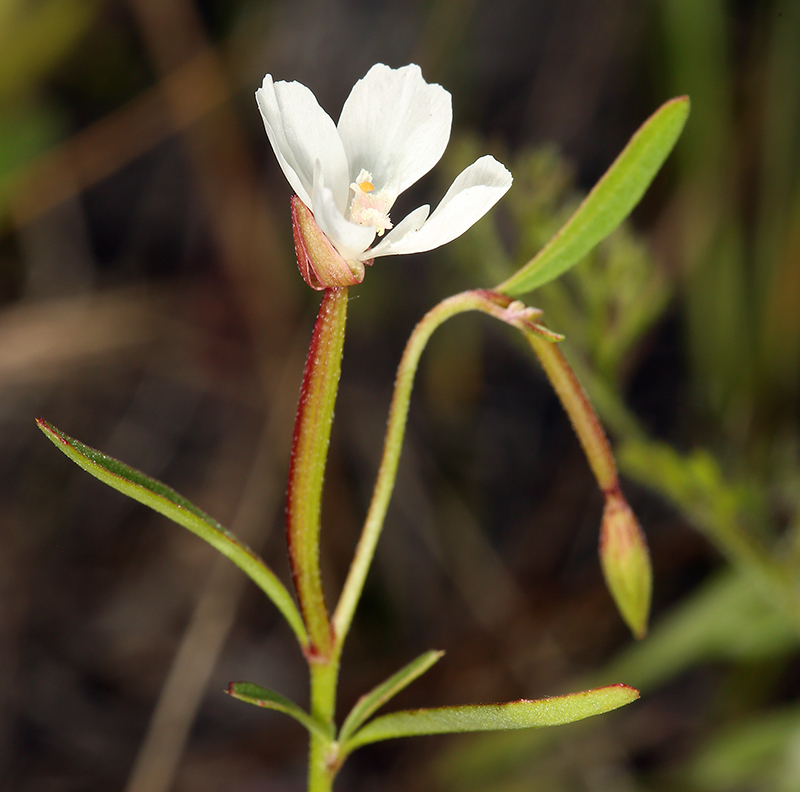 Слика од Clarkia epilobioides (Nutt.) A. Nels. & J. F. Macbr.