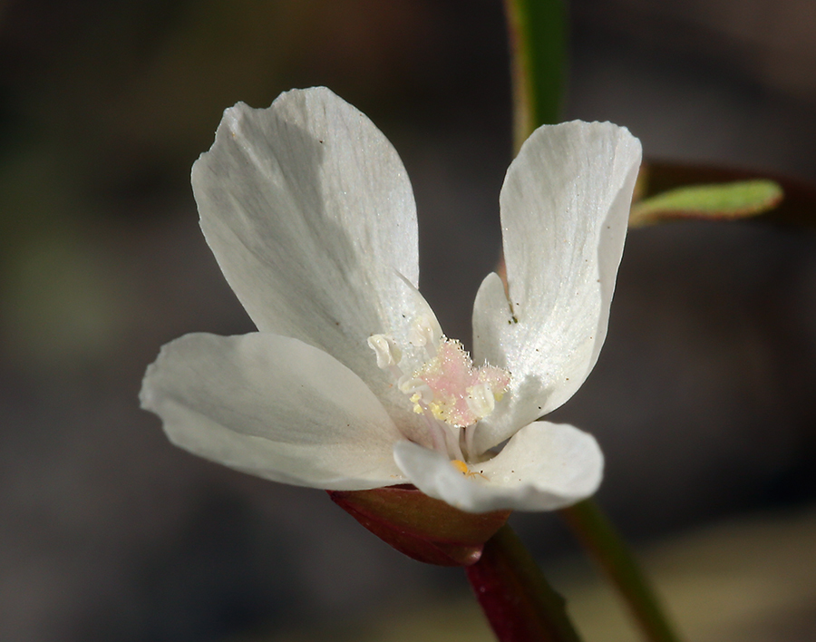 Слика од Clarkia epilobioides (Nutt.) A. Nels. & J. F. Macbr.