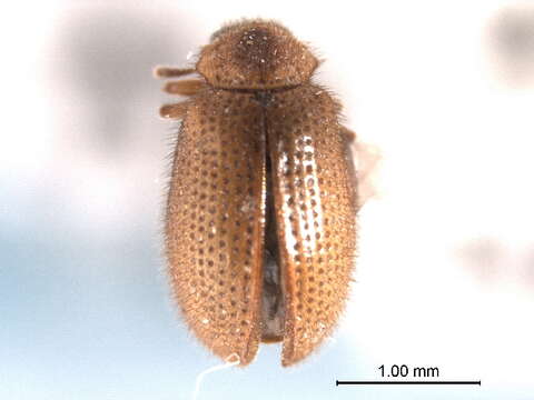 Image of tooth-necked fungus beetle