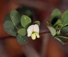 Слика од Acmispon parviflorus (Benth.) D. D. Sokoloff