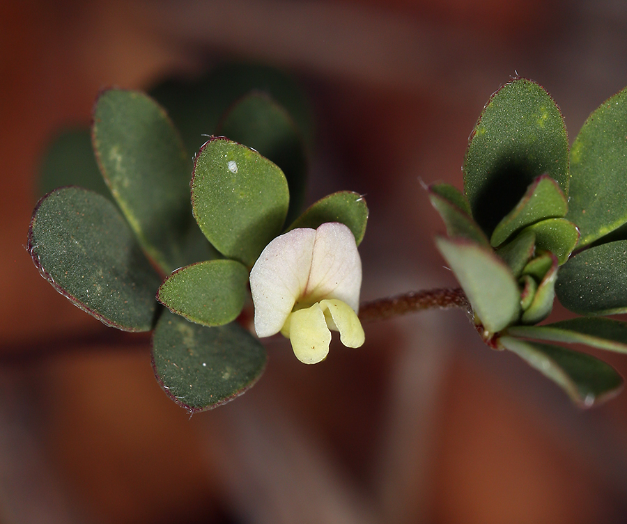 Слика од Acmispon parviflorus (Benth.) D. D. Sokoloff