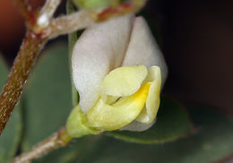 Слика од Acmispon parviflorus (Benth.) D. D. Sokoloff