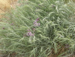 Imagem de Amsonia tomentosa var. stenophylla Kearney & Peebles