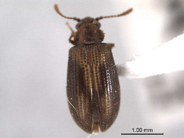 Image of tooth-necked fungus beetle